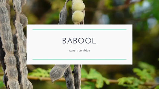 Experience the Natural Oral Care of Babool Dant Manjan