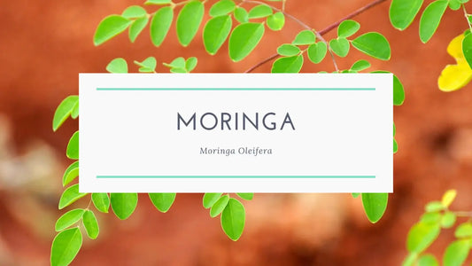 Unlock the Nutritional Power of Moringa: Capsules & Powder
