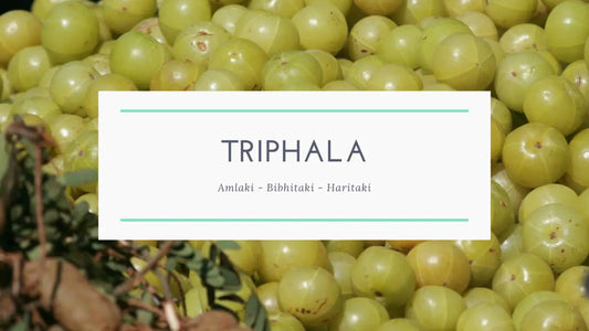 Rediscover Wellness with Triphala Powder: Ancient Formula for Modern Health